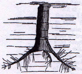 Upright tree stump 
    with roots and rootlets attached.  This tree is also filled with different sediments than those 
    surrounding it.