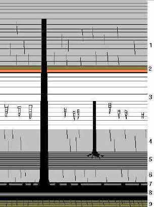 40 foot tree passing through sandstone, shale and coal