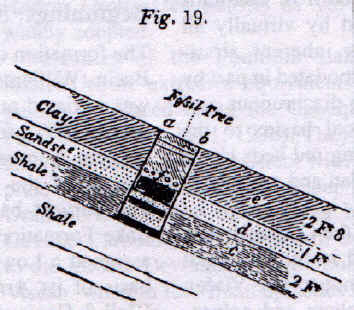 Upright tree filled with sediments that are different than those surrounding it. No visible traces 
 of roots.
